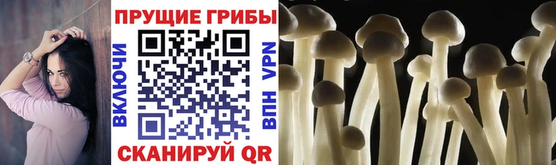 Галлюциногенные грибы Psilocybe  omg маркетплейс  Новомичуринск 